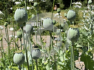 Opium poppy / Papaver somniferum / Breadseed poppy, Wintermohn, Schlafmohn, Pavot somnifÃÂ¨re, Adormidera or Pavot ÃÂ  opium photo